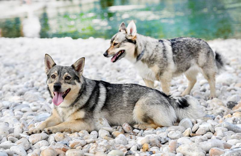 Swedish Vallhund swimming in a river in summer