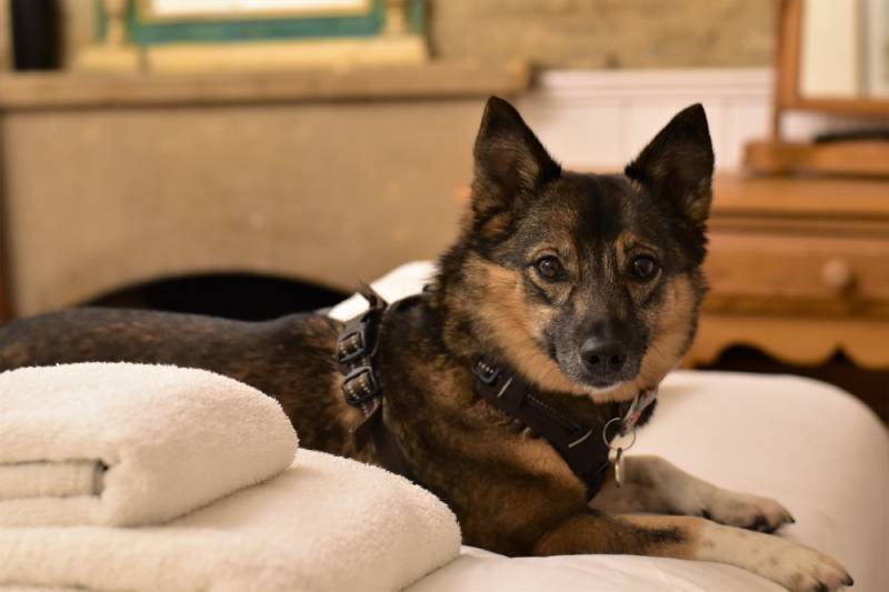 Swedish vallhund in the Bed