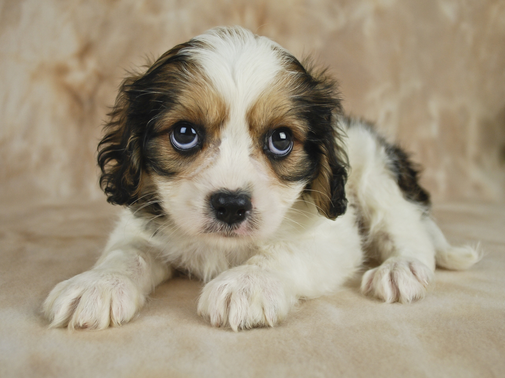 Sweet Cavachon puppy