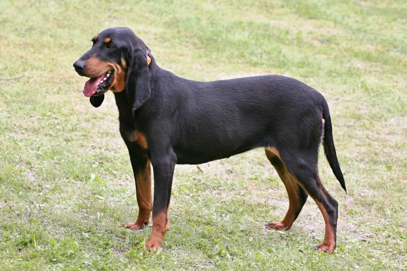 Swiss Hound dog in the public park