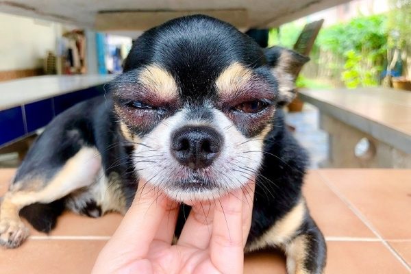 Chihuahua dog with swollen eyes from eye allergy