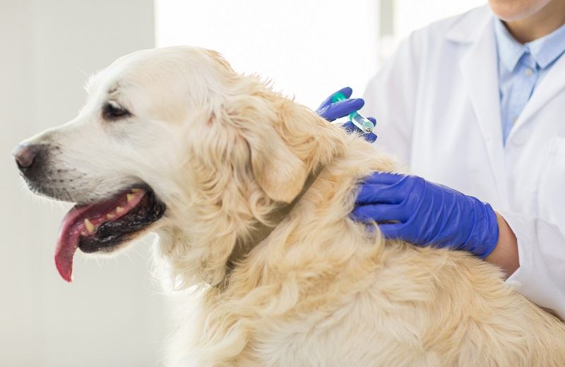dog-vaccine