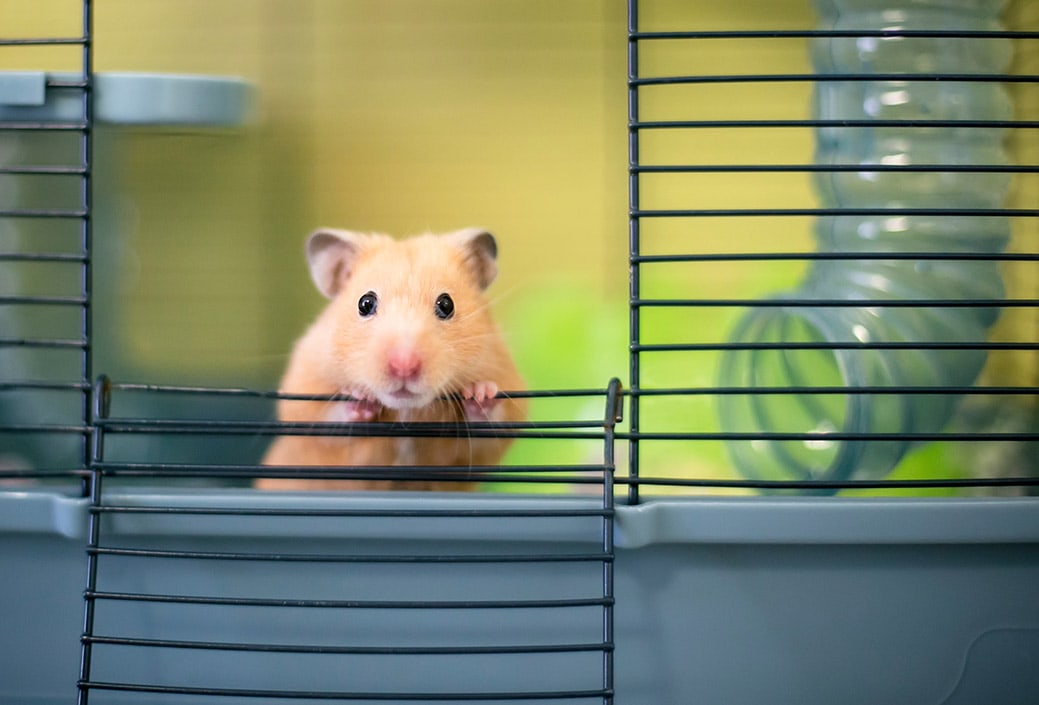 Syrian hamster peeking