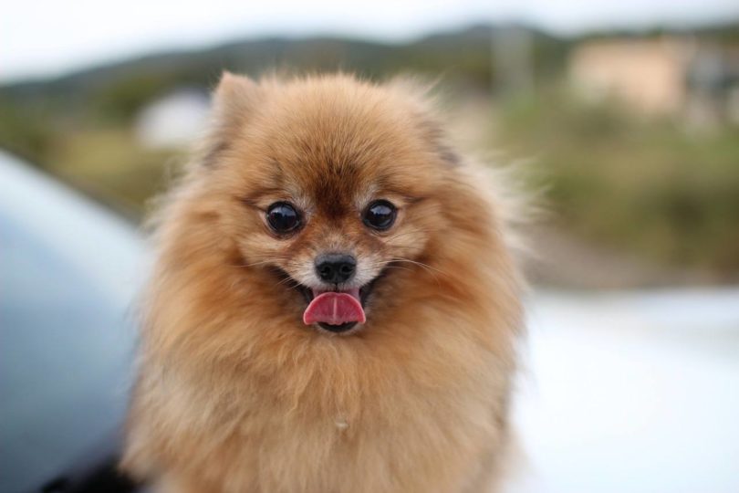 Pomeranian_Pixabay