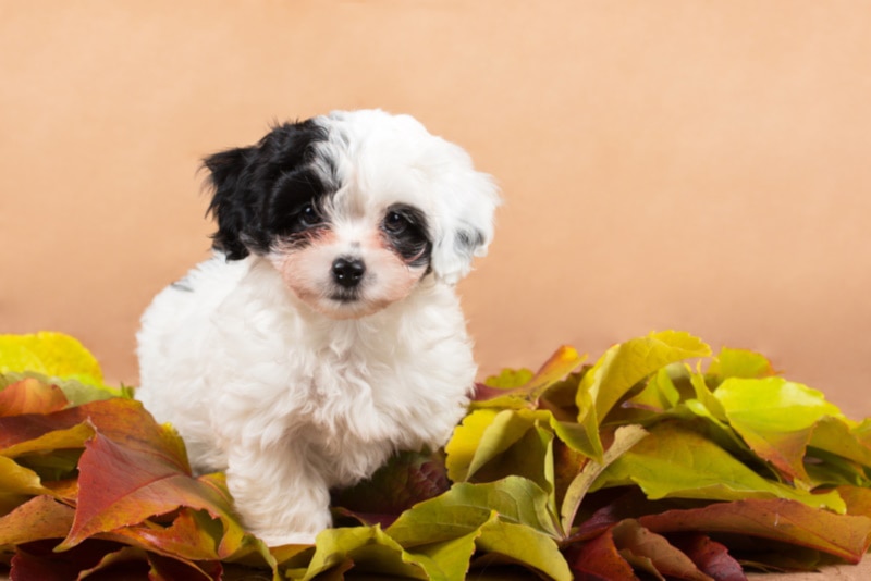 Teacup Havanese on fallen leaves