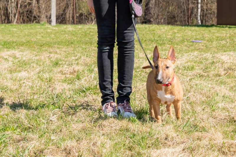 Teenage girl training her miniature bull terrier dog outdoors