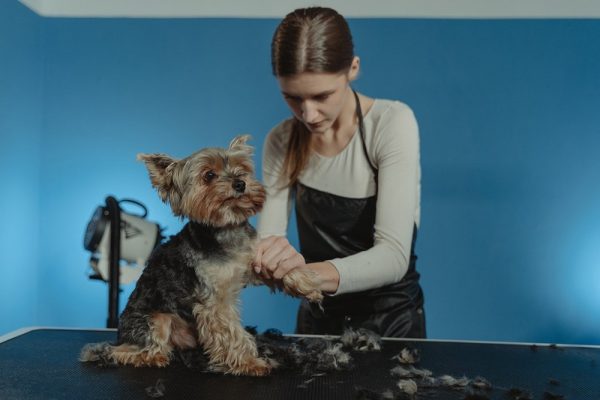 terrier dog being groomed by a professional groomer