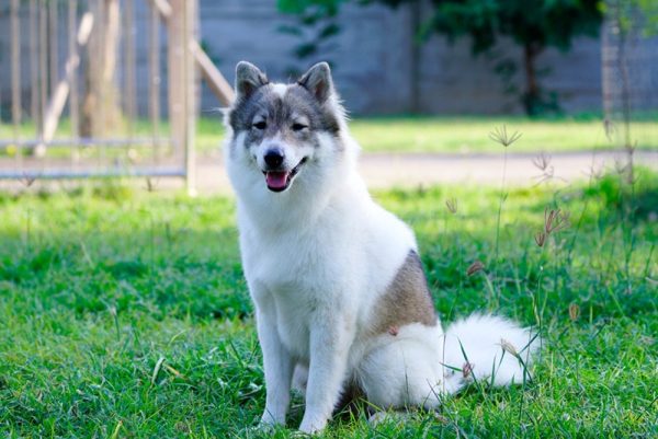 Thai Bangkaew Dog