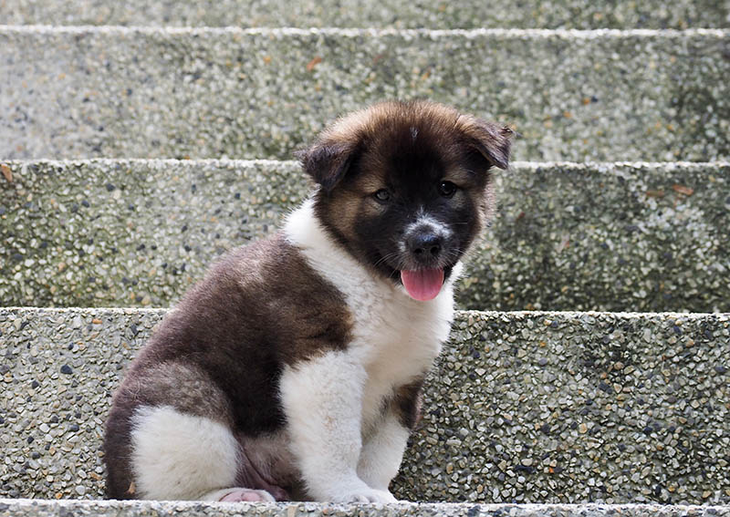 Thai Bangkaew puppy, Original breed Thai dog