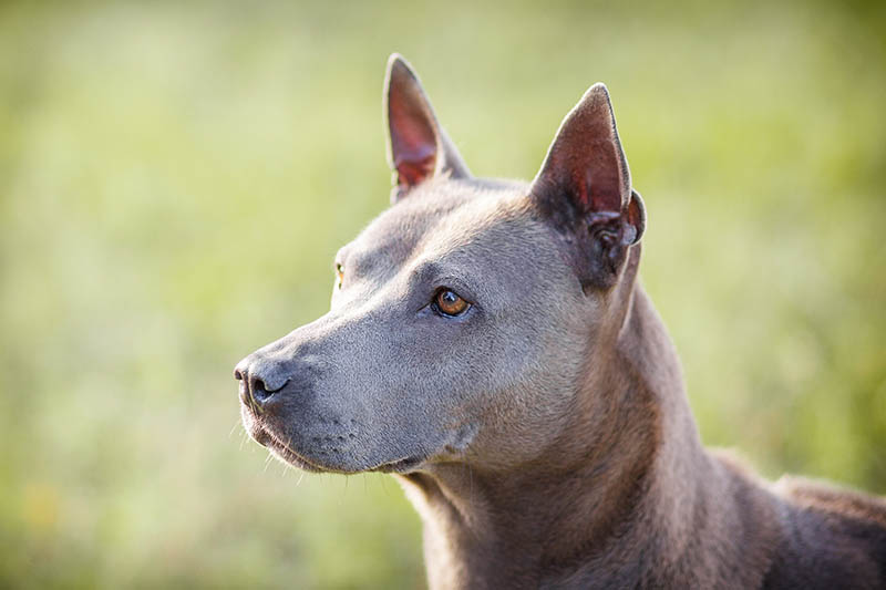 Thai Ridgeback