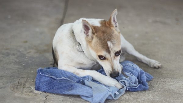 Thai dog biting clothes