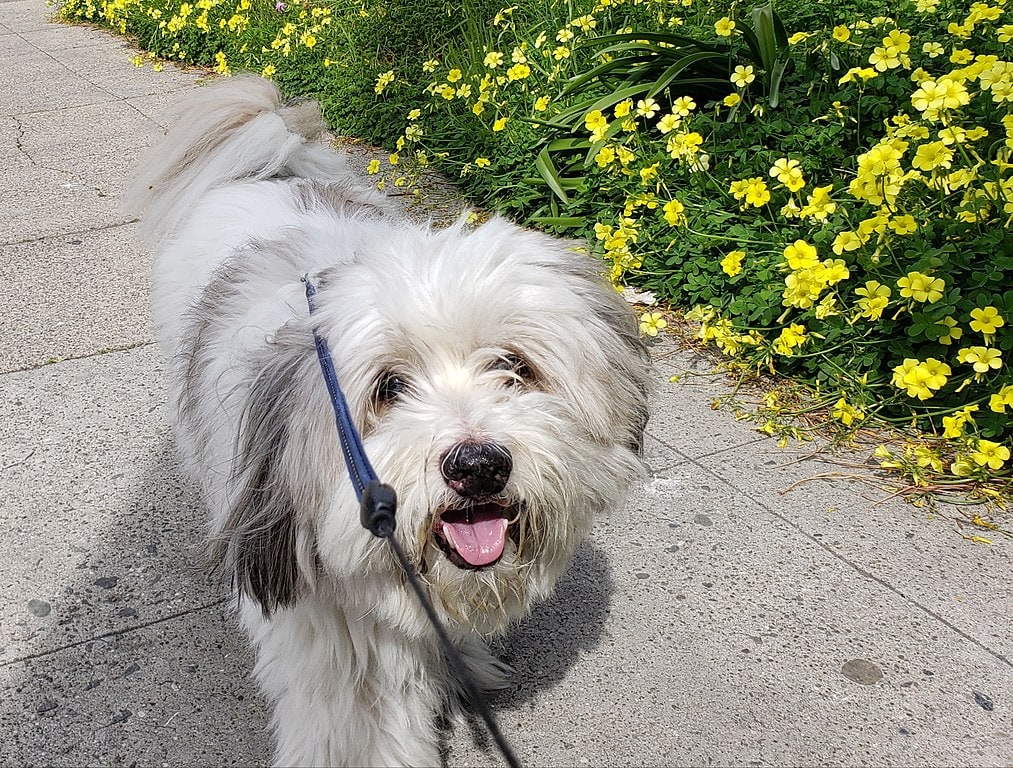 The Best Boy, Whose Name is Bear