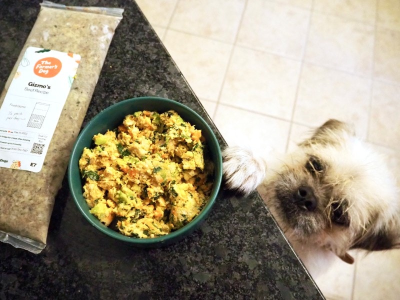 The Farmer's Dog fresh food in bowl with hungry dog