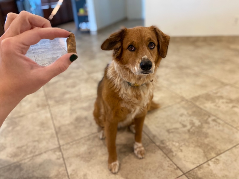The New Zealand Natural Pet Food Co. - halle looking at treat