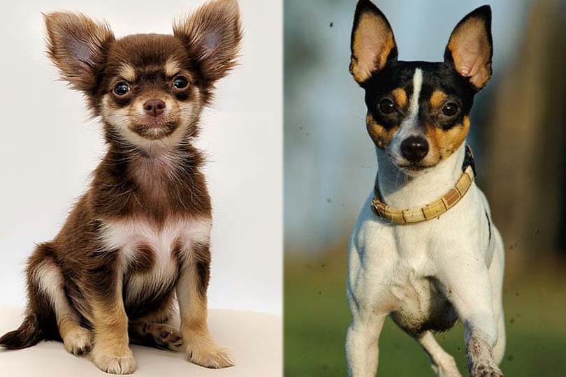 Taco Terrier (Chihuahua & Toy Fox Terrier Mix) Facts, Pictures, Traits