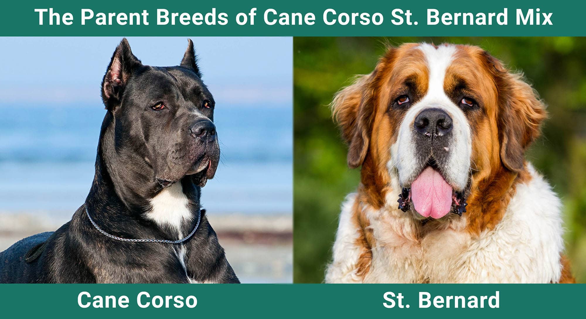 The-Parent-Breeds-of-Cane-Corso-St.-Bernard-Mix