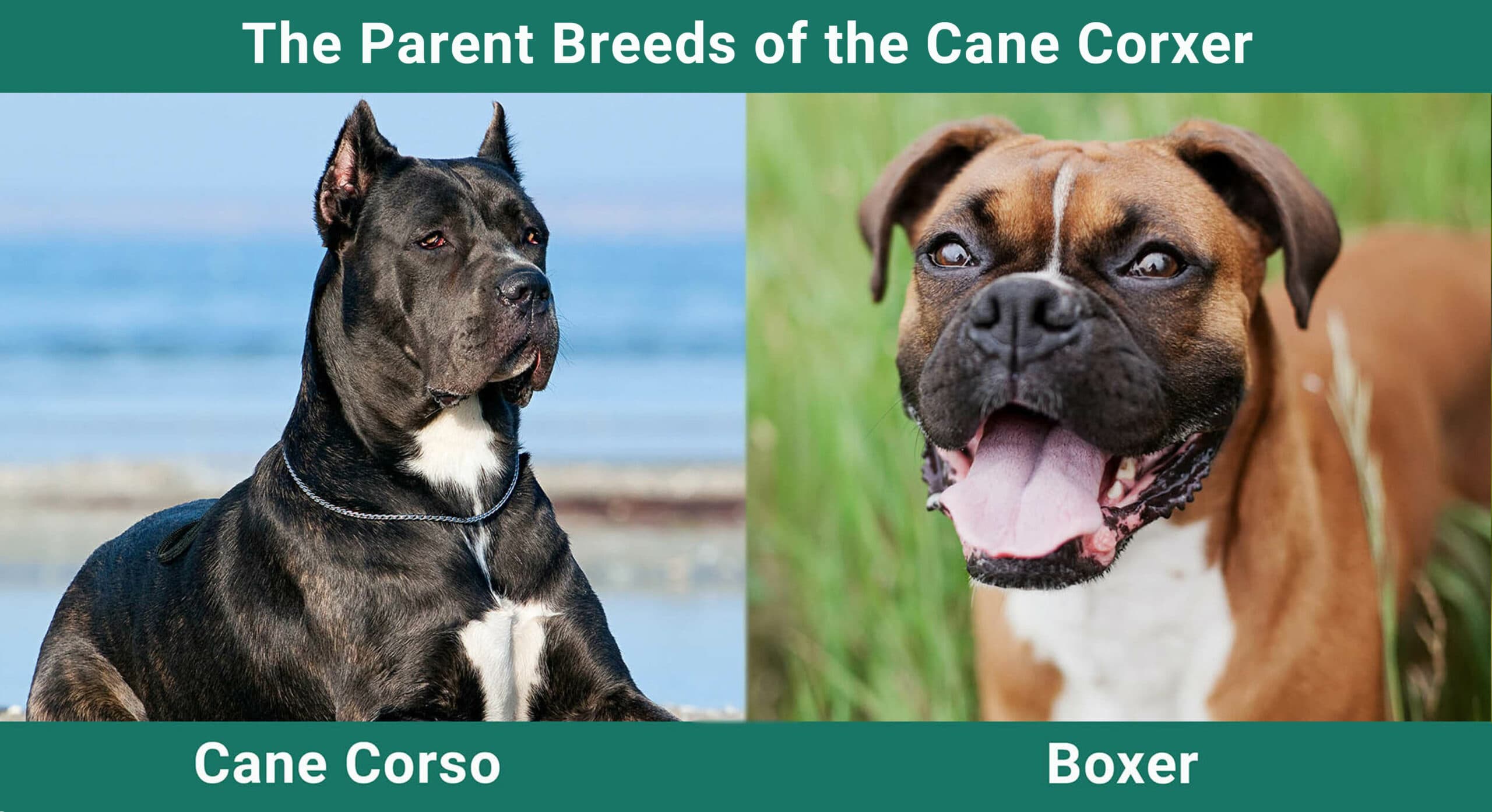 The-Parent-Breeds-of-the-Cane-Corxer-scaled-2