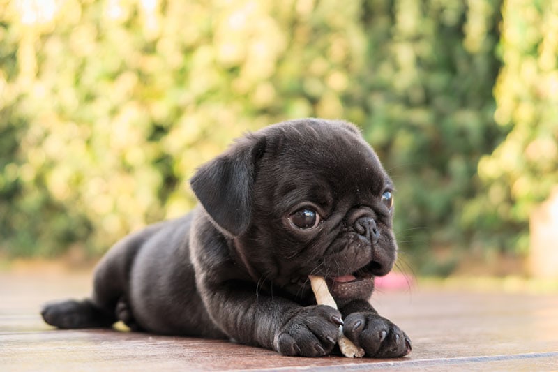 The-black-puppy-pug-dog-lying-to-eat-dog-snack-on-wooden-floor