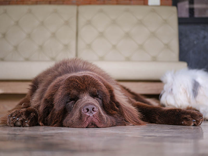 The brow newfoundland dog need to sleeping