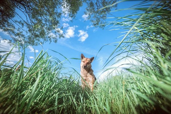 The dog in the tall grass looks curious