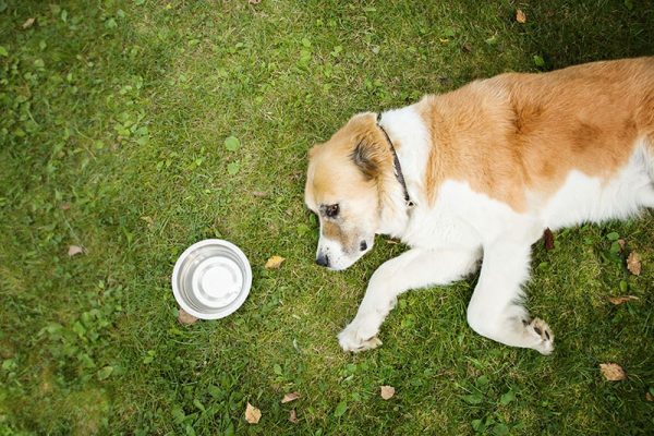 The dog lies on its side on the grass, it is very hot and has a heat stroke from the sun