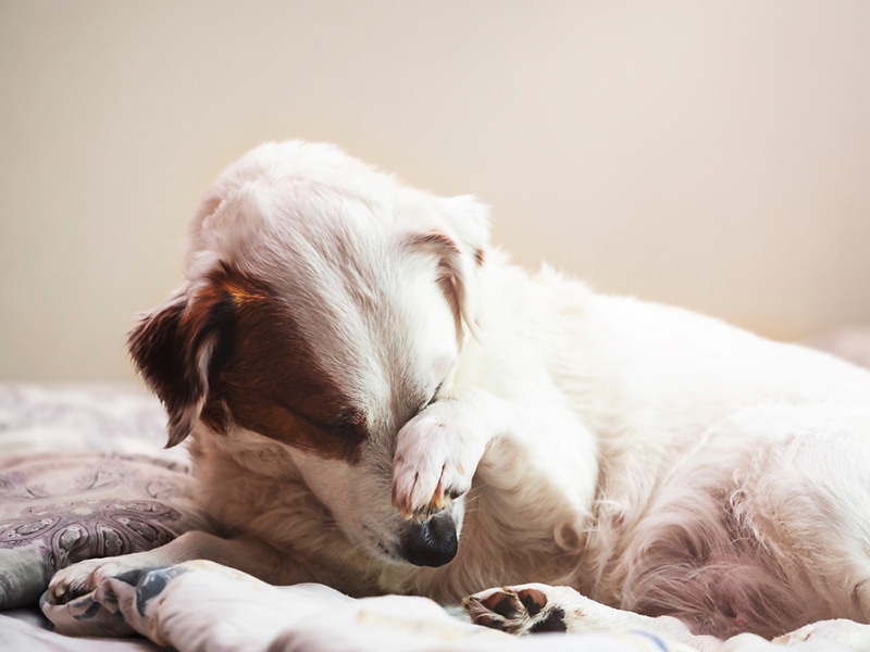 The guilty dog covers his muzzle with his paw