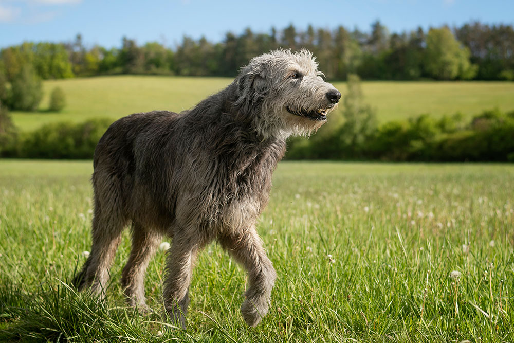 The majestic Irish Wolfhound without the collar walks peacefully