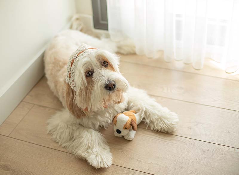 The mini goldendoodle dog at home posing to the camera