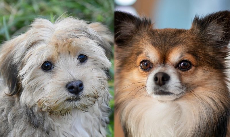 havanese and chihuahua