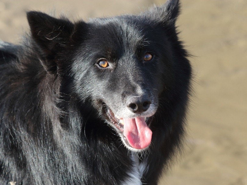 Collie_James Hime, Shutterstock