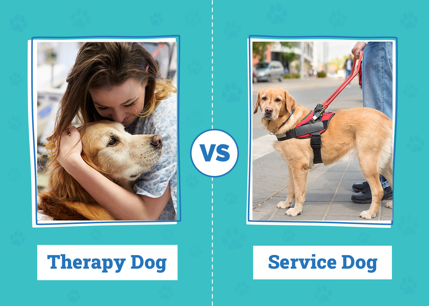 Therapy Dog vs Service Dog