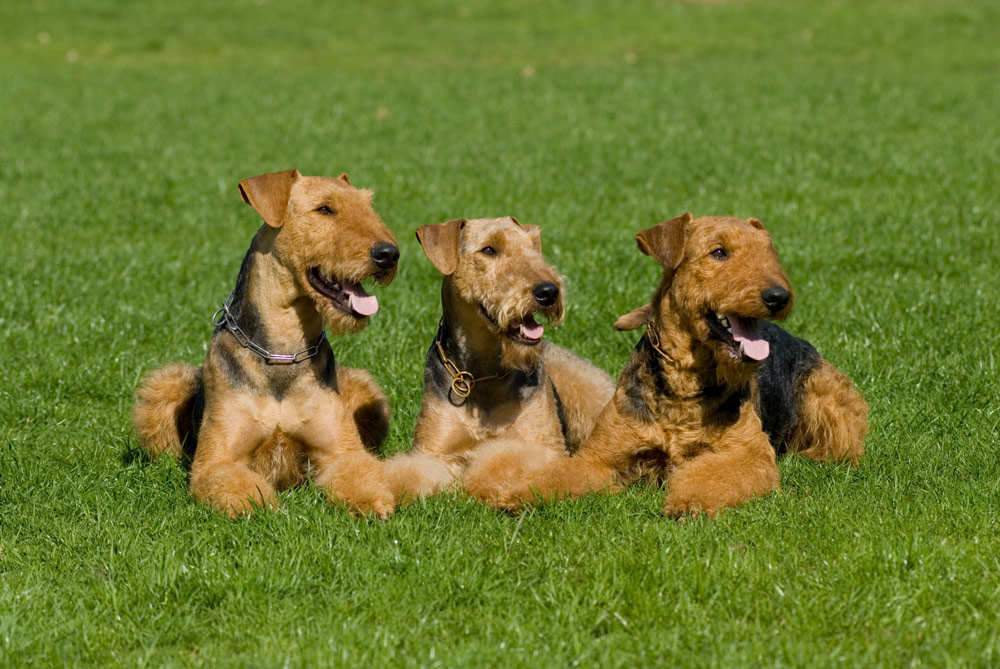 Three airedale terrier dog lying in a meadow