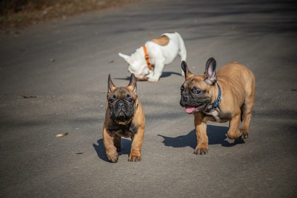 Three french bulldogs running