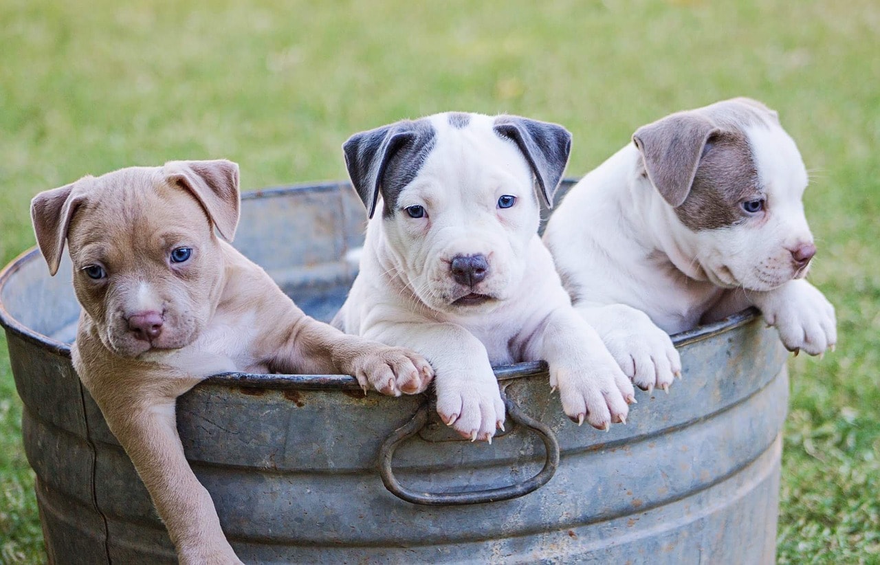 Three puppies in a bucket