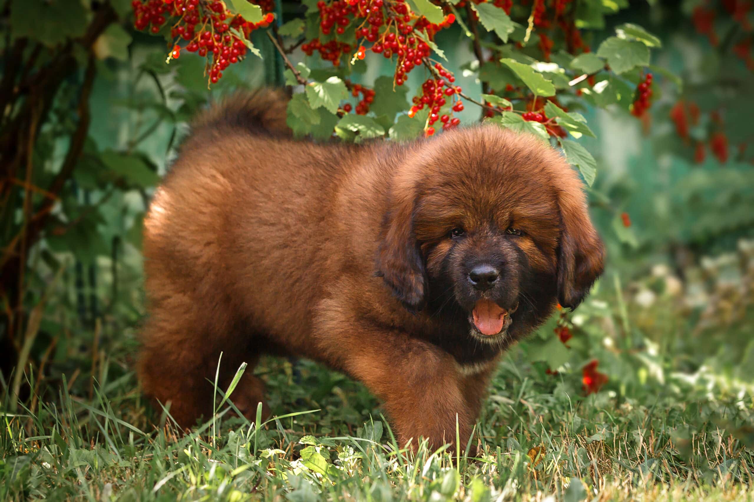 Tibetan mastiff puppy