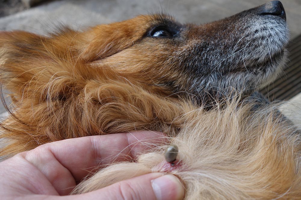 Tick on a dog