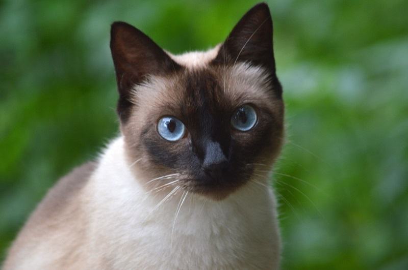 Tonkinese