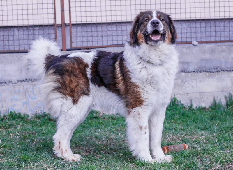 Tornjak dog from Vlasic Mountain