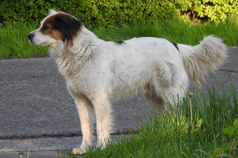 Tornjak outside