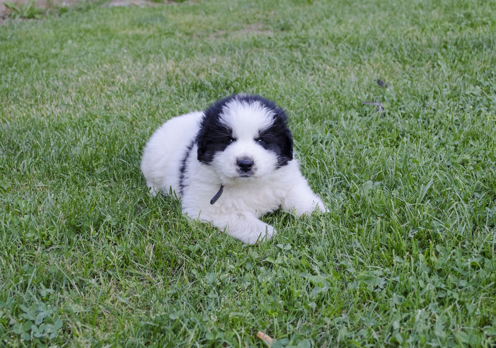 Tornjak puppy