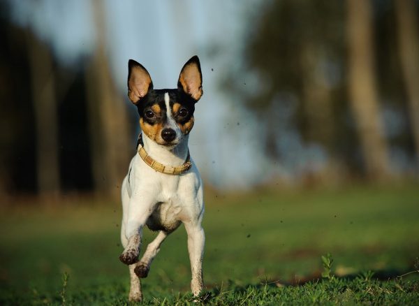 Toy-Fox-Terrier