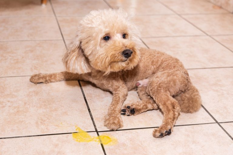 Why Is My Dog Vomiting Yellow? Reasons & What to Do (Vet Answer) Dogster