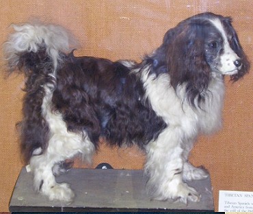 Toy Trawler Spaniel old photograph