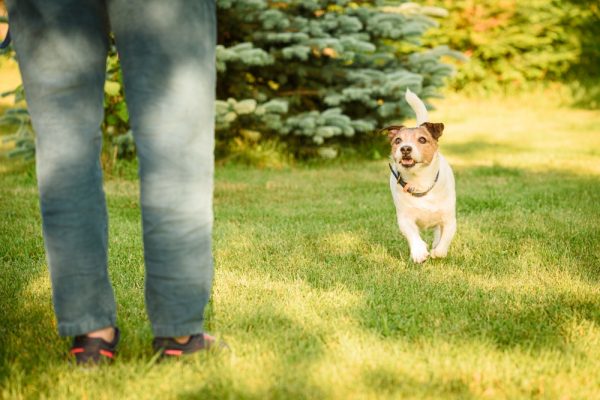 Training a dog with the recall command