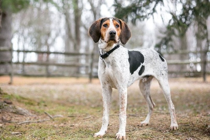 Treeing-Walker-Coonhound_Mary-Swift-Shutterstock