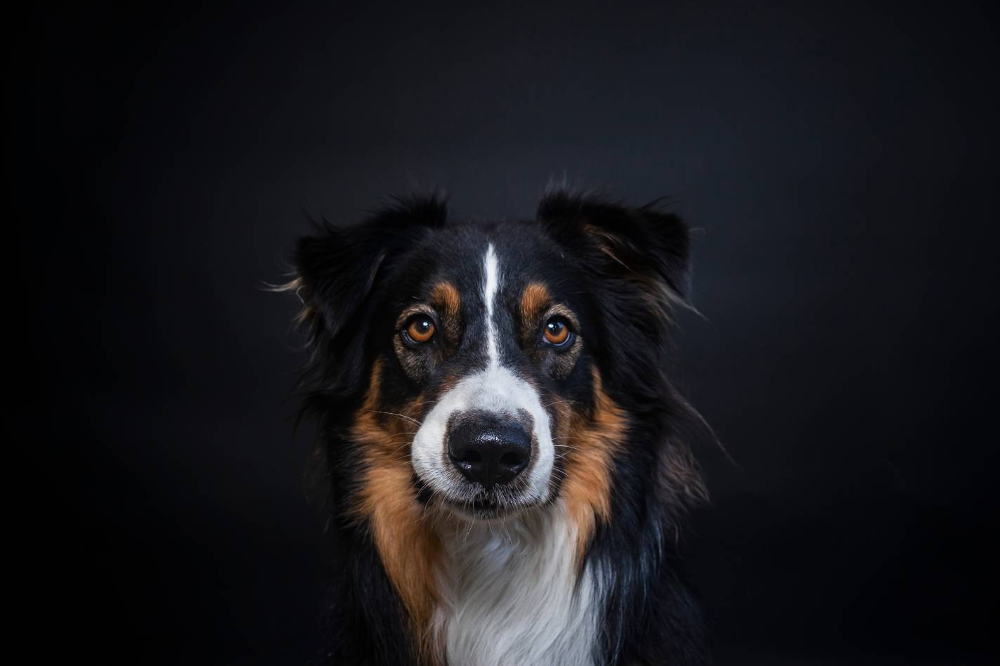 Tri Color Border Collie