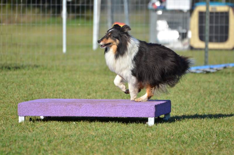 Tricolor Shetland Sheepdog (Sheltie) on a Pause Table at Dog Agility Trial
