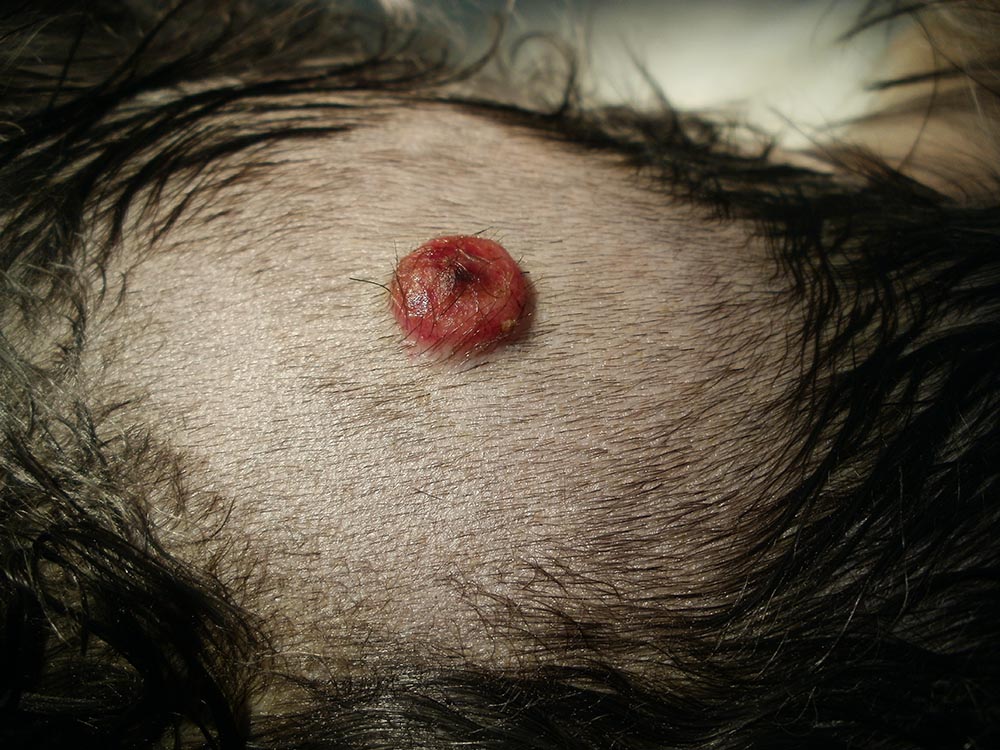 Tumor on skin of dog