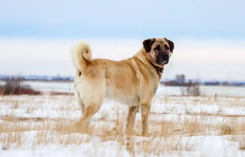 Turkish Kangal Shepherd Dog in winter