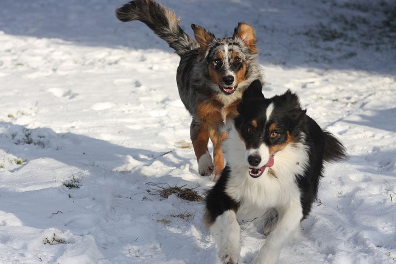 Two Australian Shepherd running